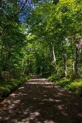 Obraz premium path in the forest