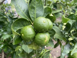 fresh green lime in nature garden