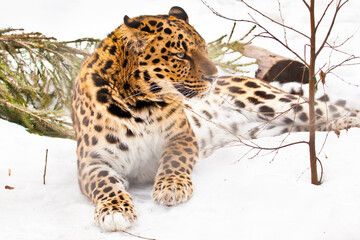 The Far Eastern leopard lies in the snow, turning its powerful muzzle, the tough animal