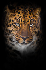 Fototapeta na wymiar Serious direct gaze of a leopard from darkness, full face portrait close up symmetrically, blue eyes and beautiful spotted fur