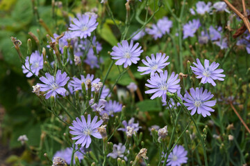 Lactuca tatarica. Beautiful flowers of blue lettuce in summer garden.