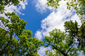 Obraz premium sky and tree