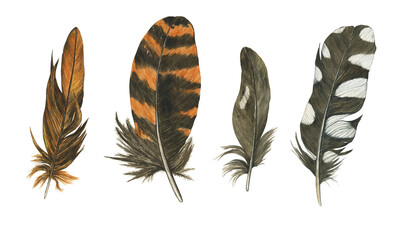 Set of feathers wodpecker and woodcock isolated on white background. Spotted and striped, black and orange feather. Realistic painting. Boho style.