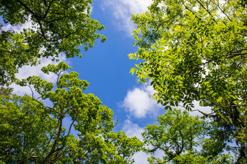green leaves against blue sky