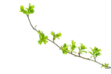 Young branch of hawthorn (Crataegus) with budding leaves and thorns. Isolated on a white background.
