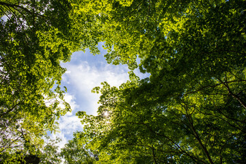 green leaves and sun