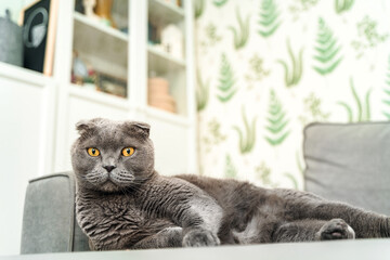 A gray cat with yellow eyes of the Scottish Fold breed lies on the couch at home