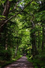 Obraz premium path in the forest