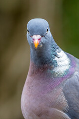 Grey ring dove bird on green background