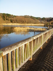 早春の池と木橋のある公園風景