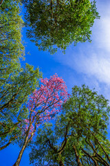 flowering tree, nature images, photography