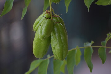 Averrhoa bilimbi (Cucumber Tree)