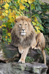 Obraz premium Close up portrait of a male lion (Panthera Leo)