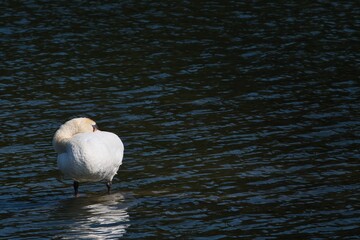 Schlafender Schwan auf einem See