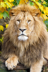 Obraz premium Close up portrait of a male lion (Panthera Leo)