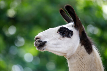 A lama glama, close up