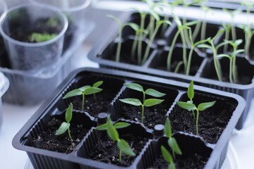 seedlings in a greenhouse
