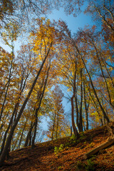 Fototapeta premium Tall forest trees with yellow-golden autumn leaves on a steep mountain slope against a blue sky in the Carpathians.