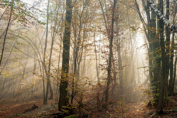 Morning sun rays piercing the dense fog in the autumn forest of the Carpathians.