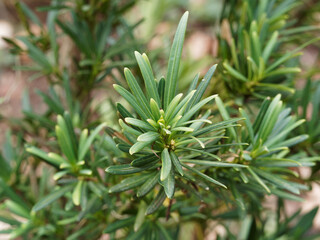 (Podocarpus macrophyllus) Pin des bouddhistes ou Podocarpus à grandes feuilles au feuillage...