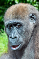 A young Western Lowland Gorilla