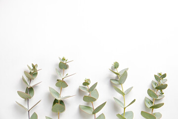 Minimalistic composition with eucalyptus tree branch laid out on isolated white background with a lot of copy space for text. Top view shot of small green leaves of tropical plant. Flat lay.