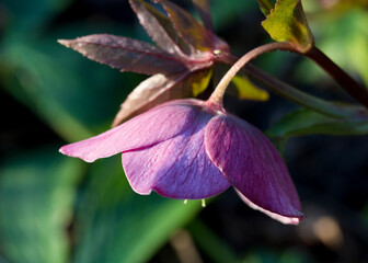 Hellebore flowers in a garden border in spring, United Kingdom