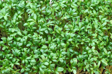Live growing micro greens sprouts