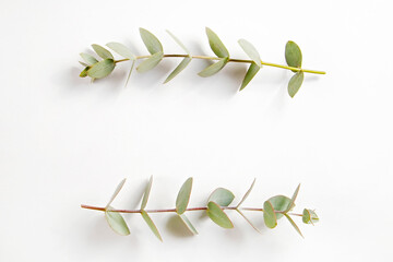 Minimalistic composition with eucalyptus tree branch laid out on isolated white background with a...