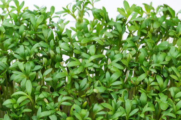 Live growing micro greens sprouts