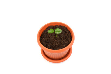 Young plant in small flowerpot. Growing seedlings.