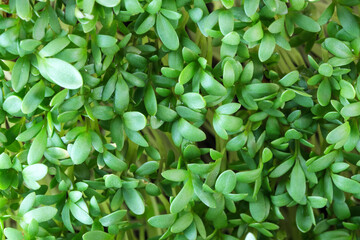 Live growing micro greens sprouts