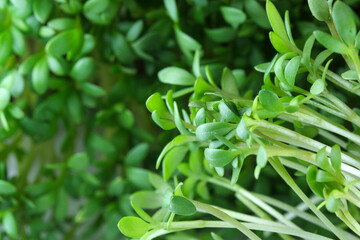 Live growing micro greens sprouts