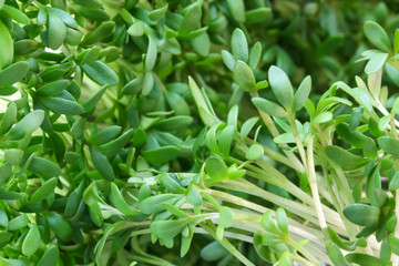 Live growing micro greens sprouts