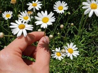 Daisies in spring and hand - Margaritas en primavera y mano 