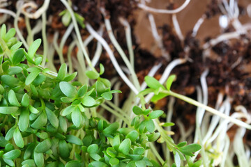 Live growing micro greens sprouts