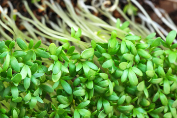 Live growing micro greens sprouts