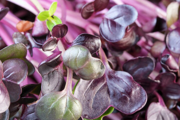 Live growing micro greens sprouts