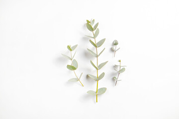 Minimalistic composition with eucalyptus tree branch laid out on isolated white background with a lot of copy space for text. Top view shot of small green leaves of tropical plant. Flat lay.