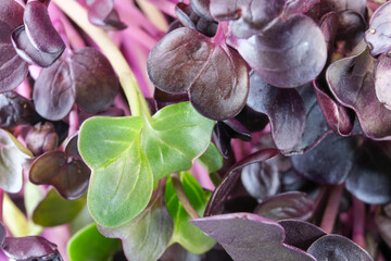 Live growing micro greens sprouts