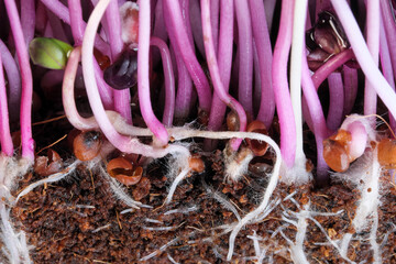 Live growing micro greens sprouts