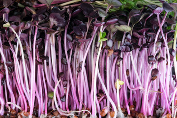 Live growing micro greens sprouts