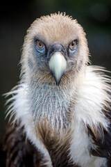 close-up view of majestic Griffon vulture (Gyps fulvus) outdoors