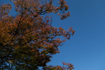 晴れた秋空