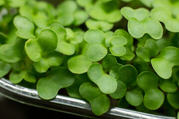 Close-up of broccoli microgreens in container. Sprouting Microgreens. Seed Germination at home....