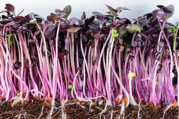 Live growing micro greens sprouts