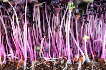 Live growing micro greens sprouts
