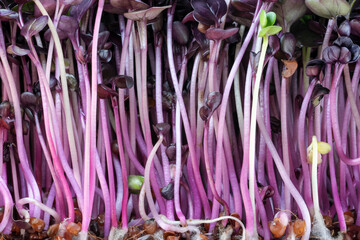 Live growing micro greens sprouts