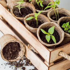 Wooden box with young seedlings of pepper and tomatoes. Selective focus.