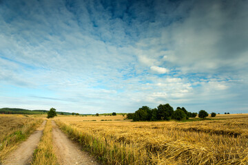 landscape with a field